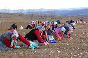 Tarlalarda Beyaz Altın Ekimi Başladı