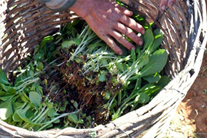 Organik Tütün Üretimine Düzenleme