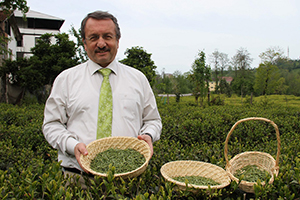 Doğu Karadeniz de Organik Çay Tarım Alanları Artıyor