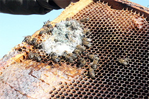 Arıların En Büyük Düşmanı Yalancı Bahar