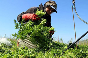 Yabancı Sofraların Yeni Lezzeti