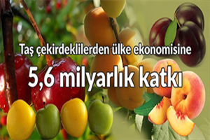 Taş Çekirdekli Meyvelerin Ekonomiye Katkısı 5 6 Milyar Lira