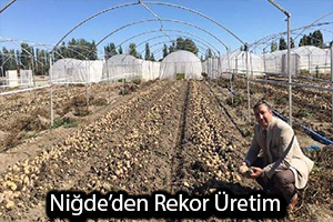 Patates Üretiminde Rekor Niğde nin