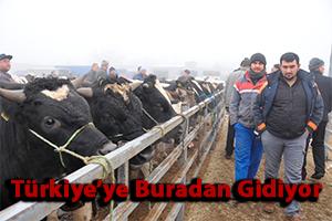 Türkiye ye Hayvan Dağıtıyorlar