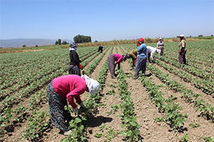 Kadın Çiftçilere Aydın da Destek