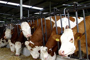 Devrekani ye Damızlık Üretim Merkezi Kurulacak