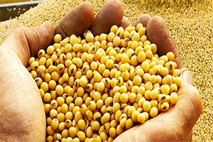 Pamuk ve Soyada Destek Beklentisi