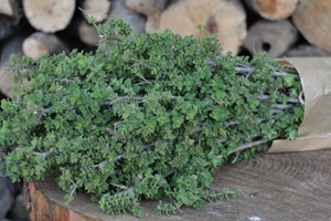 Kekik İhracatında Dünya da Lideriyiz