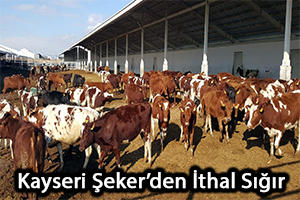 Kayseri Şeker den İthal Sığır