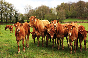 TÜİK Hayvancılık Verilerini Açıkladı