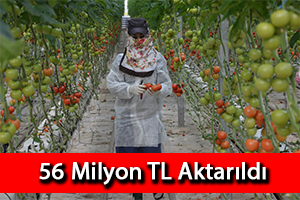 Seracılığa 56 Milyon TL