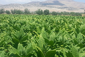 Tütün İhracatındaki Düşüş Üreticiyi Kaygılandırıyor