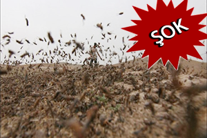 Tarım Alanlarında Çekirge İstilası