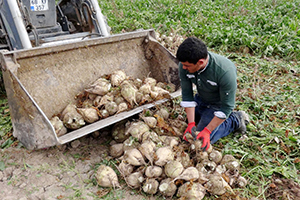 Pancar Üreticilerine 41 Milyon TL Ödeme