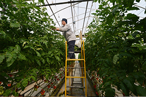 Mamak Çöplüğünün Seraları Çiçek Kokuyor