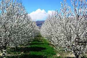 Türkiye nin Kiraz Bahçesi Japonları Bekliyor