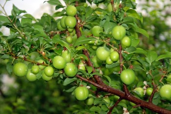 Yılın İlk Örtü Altı Erikleri Hasat Edildi