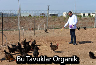 Dicle Üniversitesi Organik Tavuk Yetiştiriyor