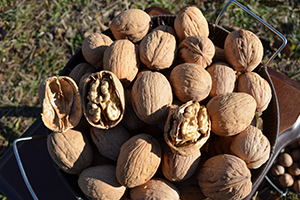 Dünyaca Ünlü Kaliteye Sahip Olan Adilcevaz Cevizi Tescillendi