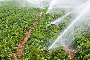 56 Çiftçi Hibe Almaya Hak Kazandı