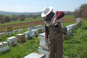 Kuraklık Arıları Vurdu Üretim Düştü