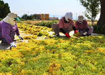 Üzüm Üreticileri Tetikte