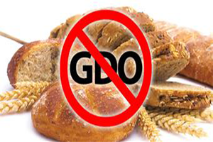 Ve Bakan Noktayı Koydu GDO Yok