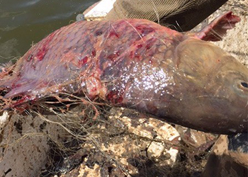 Kuş Cenneti nde Ürküten Tablo
