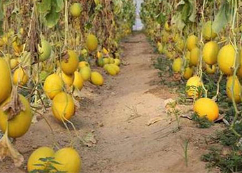 Erken Yapılan Hasat Fiyatıyla Üreticinin Yüzünü Güldürüyor