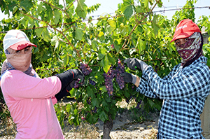 Avrupa İle Yaşanan Gerginlik Üreticileri Tedirgin Etti