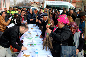 Ceviz Fidanları Toprakla Buluşuyor