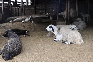 Şüpheli Hayvan Ölümleri Besicileri Korkutuyor