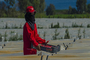 Faslı Tarım İşçilerinin Kadınlar Günü