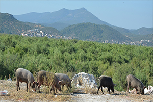 Domuzlar Aydın da Çiftçi nin En Büyük Derdi