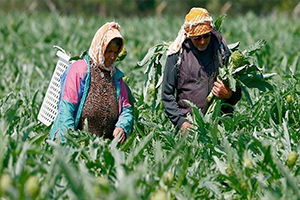 Enginar Tarlasında Bir Ömür