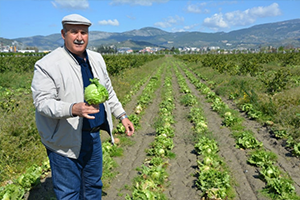 50 Bin Kök Marul Tarlada Kaldı