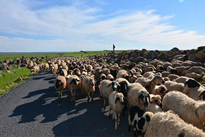 Göçerler Yola Çıktı