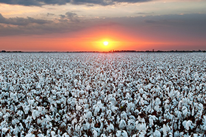 Pamuk İthalatında Düşüş Bekleniyor
