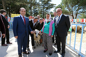 Üreticilere Damızlık Koç Dağıtıldı