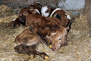Samsun da İnek Dördüz Doğurdu