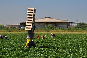 Üreticiler Mum Işığıyla İşçi Arıyor