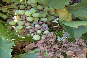 Üzüm Bağları Salkım Güvesinden Kurtulacak