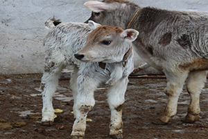 Buzağı Ölümleri Avrupa nın İşi mi