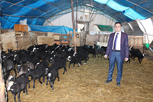 Bu Koyunlar Kuzu Fabrikası Gibi