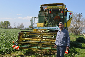 Ispanak Hasadı Başladı