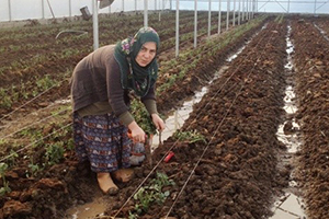 Genç Çiftçi Desteği alanlardan Yüzde 76 sı Kadın
