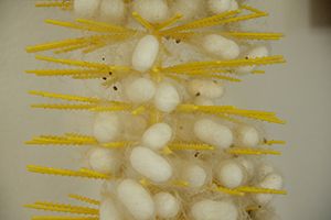 İpek Böcekleri Canlanmaya Başladı