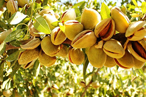 Boş Palamut Arazileri Badem Bahçesi Oldu