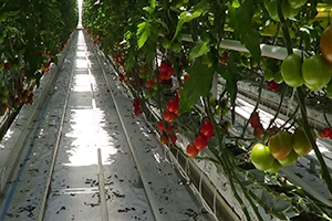 Domates Fiyatlarında Yaşanan Fiyat Artışı