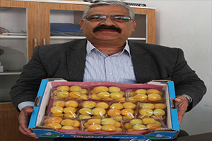 Erkenci Sofralık Kayısının Kilosu 15 Lira